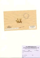 藏品(Dictyota dichotoma (Hudson) J.V. Lamouroux)的圖片
